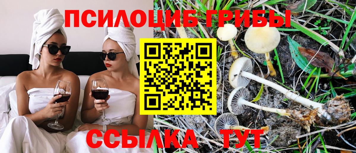 Галлюциногенные грибы Psilocybine cubensis Славянск-на-Кубани